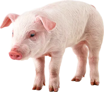 猪 家畜 免扣png透明元素