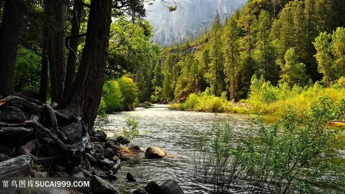 湖畔树林美景风景画壁纸