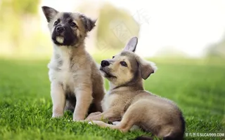 唯美在草地玩耍的狗风景画