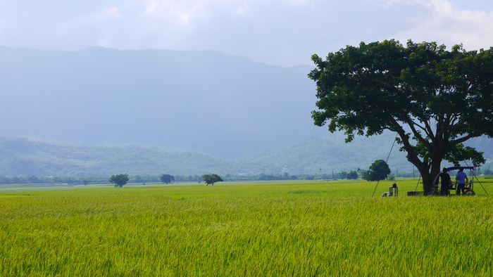 唯美小清新池上稻田稻浪