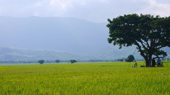 唯美小清新池上稻田稻浪