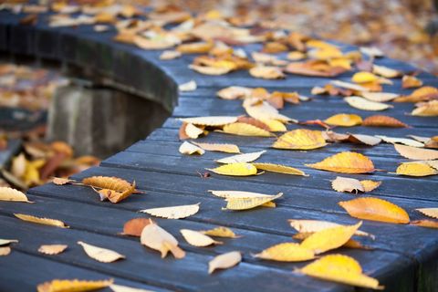 秋天黄色落叶图片