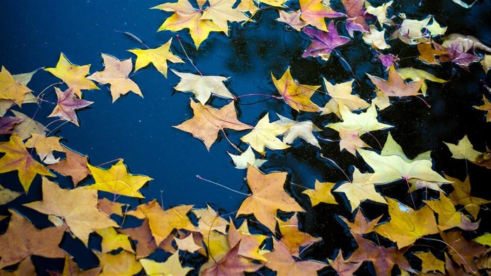 唯美秋天落叶风景高清图