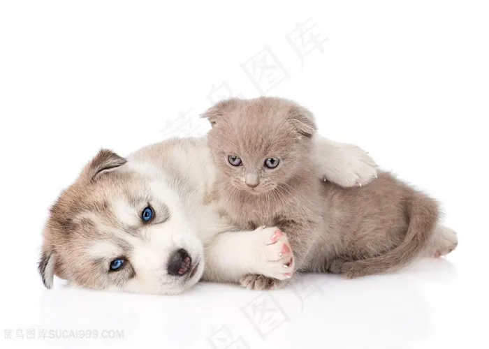 在一起玩耍的猫狗动物高清图片
