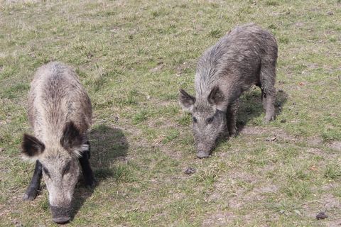 猪动物家畜畜生养猪农村牧场养殖黑猪野猪
