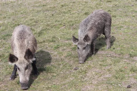 猪动物家畜畜生养猪农村牧场养殖黑猪野猪