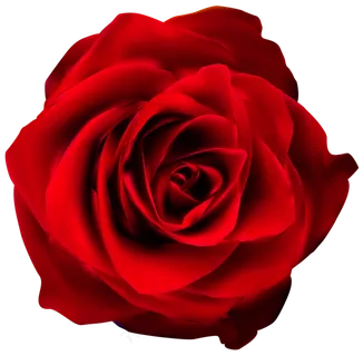 玫瑰 红色 红玫瑰 玫瑰花 花朵 鲜花特写 免抠 花束 玫瑰 红色 红玫瑰 玫瑰花 花朵 鲜花特写 免抠 花束