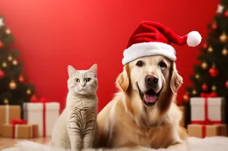 戴着圣诞帽的狗猫金毛红色背景圣诞摄影图