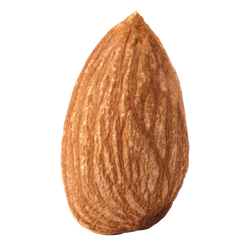 免抠干果坚果杏仁免抠