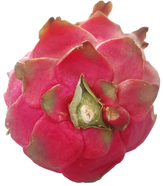 火龙果新鲜采摘带蒂免抠摄影元素素材