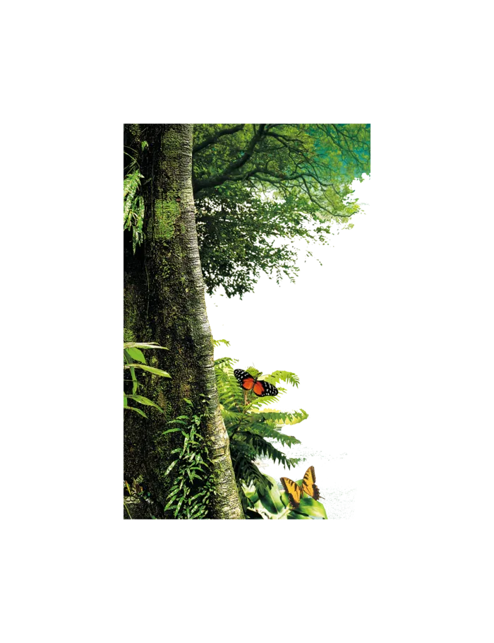 大树 森林 蝴蝶 png 免扣 拷贝
