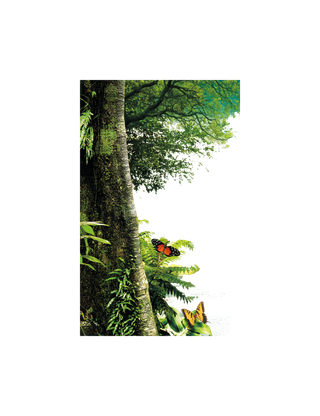 大树 森林 蝴蝶 png 免扣 拷贝