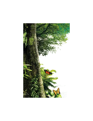 大树 森林 蝴蝶 png 免扣 拷贝