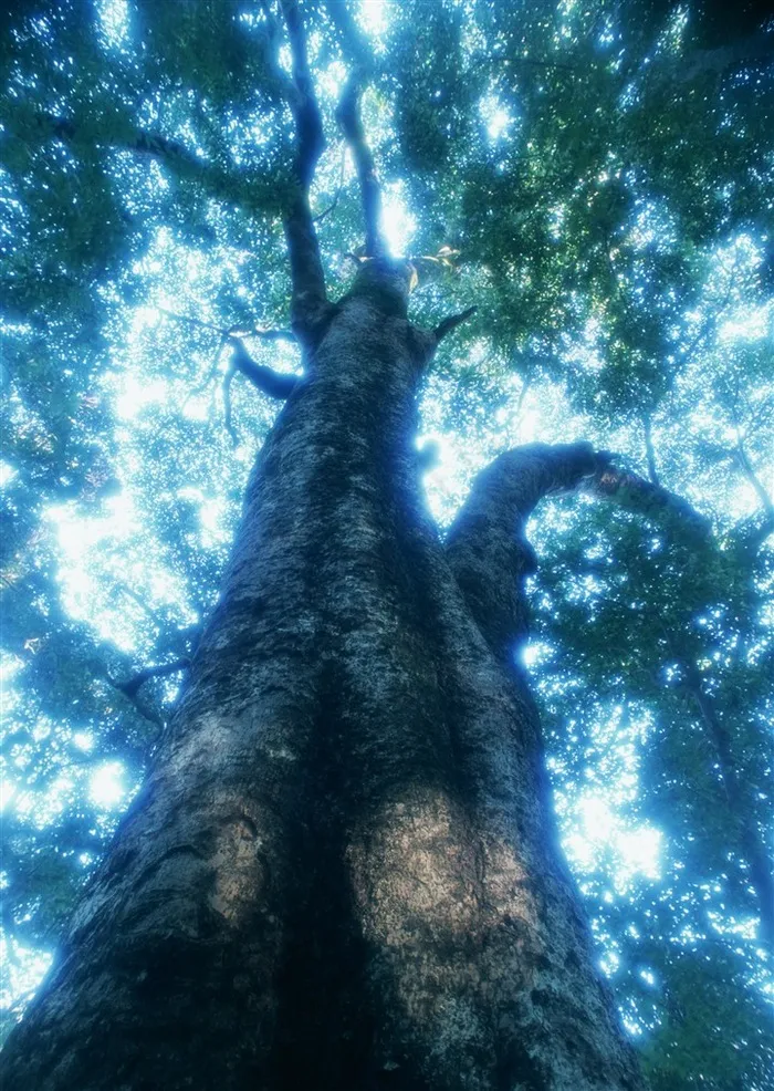 森林的树缝穿过的光美丽的素材