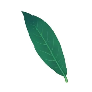 一片树叶png免抠