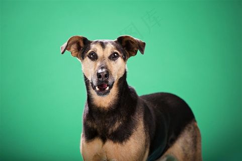 高清惠比特狗狗图片