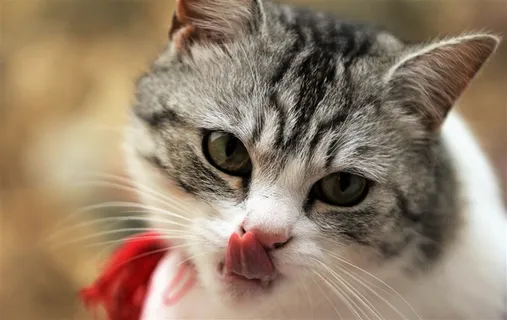 宠物猫图片素材 宠物猫图片素材