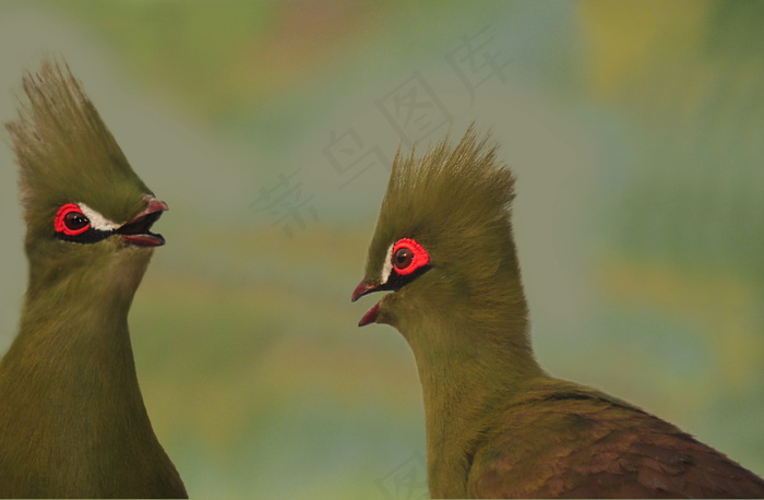 两只绿冠蕉鹃图片