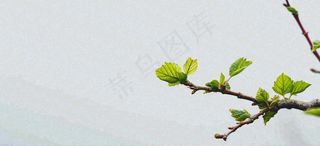 春天枝叶萌芽发芽绿叶，简约清新立春摄影图
