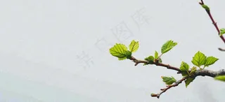春天枝叶萌芽发芽绿叶，简约清新立春摄影图