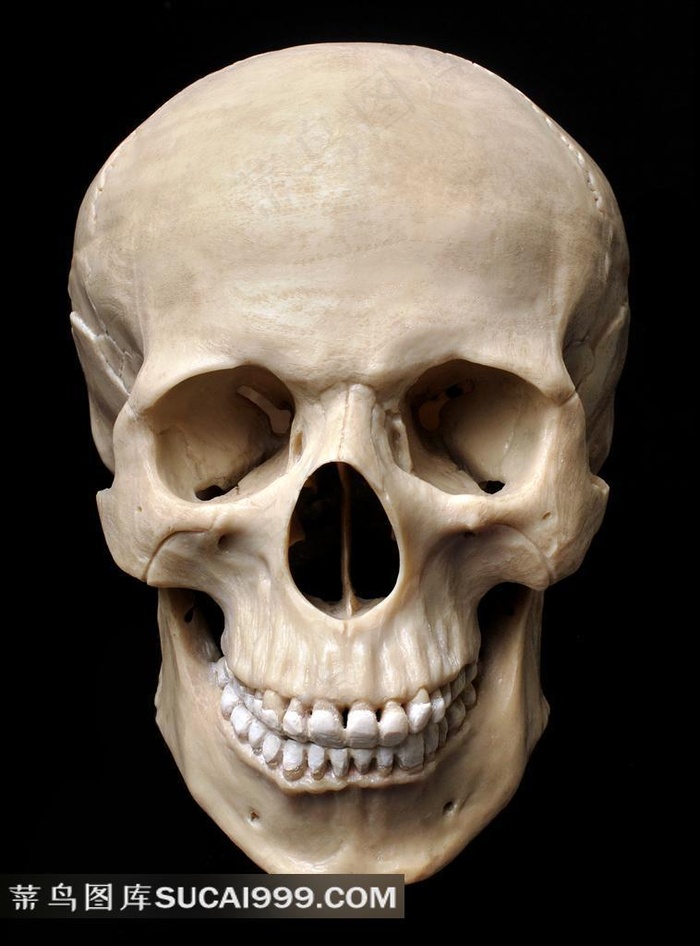 头骨系列 - 美丽的头骨