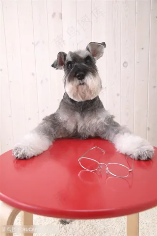 高清趴在桌子上雪纳瑞狗狗图片