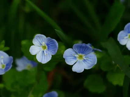 勿忘我花图片 勿忘我花图片