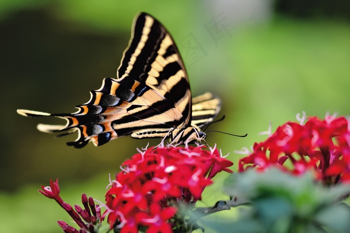 热带燕尾蝴蝶图片