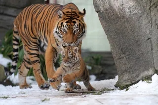 老虎动物园百兽之王虎王野生老虎动物