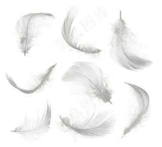 散落的白色羽毛高清图片