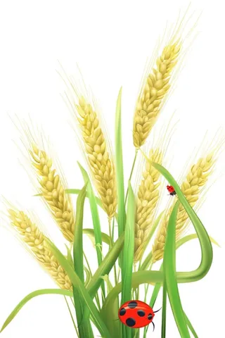 国潮手绘小麦农作物