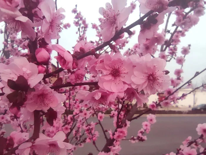 梅花 桃花 樱花