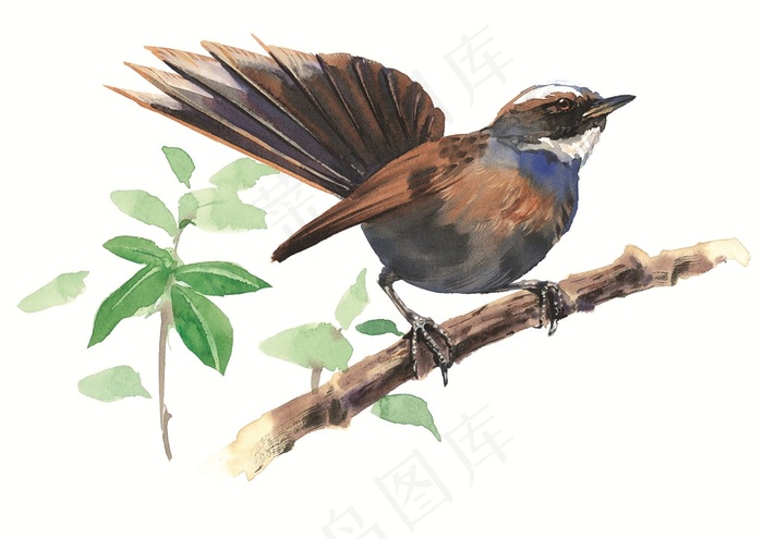 树枝上的小鸟插画