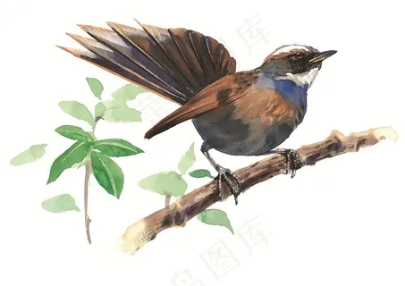 树枝上的小鸟插画 树枝上的小鸟插画