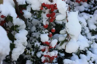 红浆果积雪图片