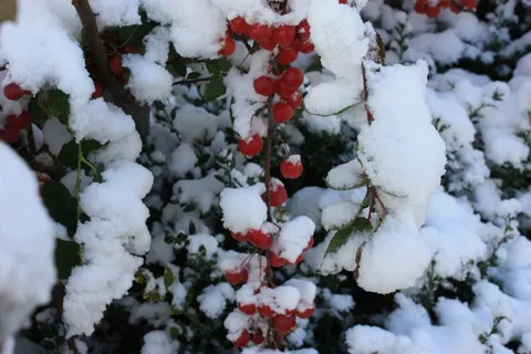 红浆果积雪图片 红浆果积雪图片