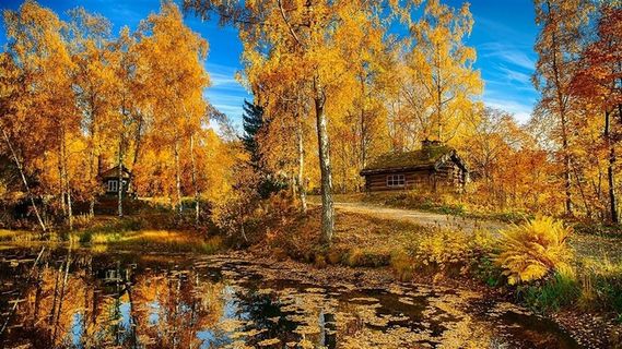 秋天落叶中的房子