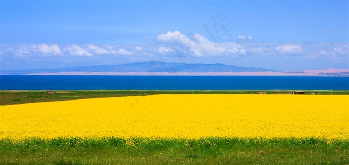 油菜花和青海湖