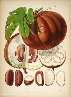 高清花草图谱果实水彩插画 高清花草图谱果实水彩插画