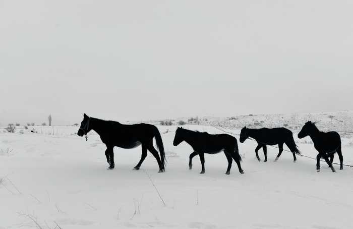 冬天白雪马群背景风景