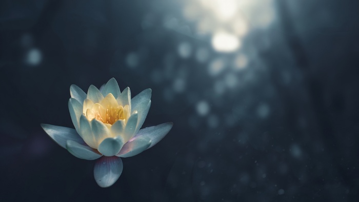 唯美荷花莲花