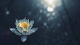 唯美荷花莲花