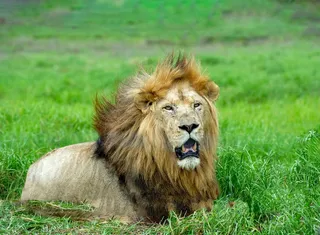 趴在草地上的母狮子图片