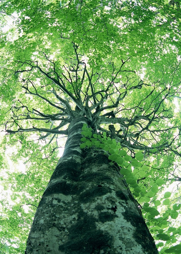 森林树木风景摄影素材