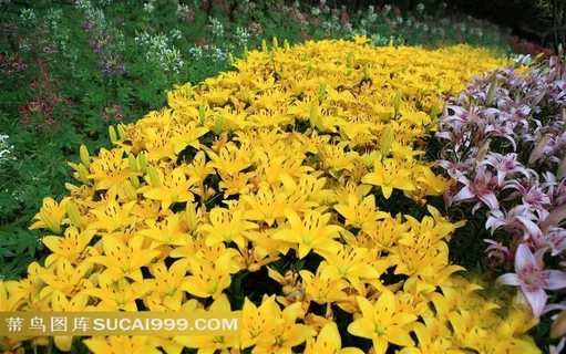 漂亮的黄色百合花摄影素材