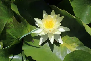 白色睡莲花朵图片