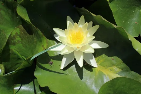 白色睡莲花朵图片 白色睡莲花朵图片