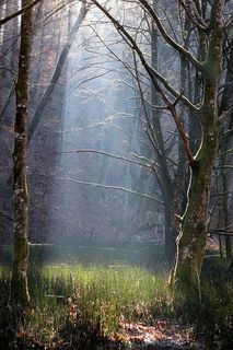 树木树干高清图片