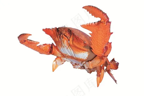 白色背景中的大龙虾