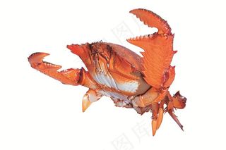 白色背景中的大龙虾